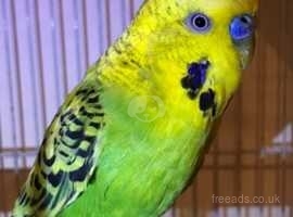 3 budgies  in need of new home