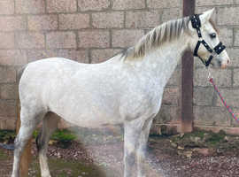 Beautiful Grey Gelding