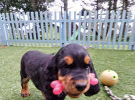 Gordon Setter Pups X1 Girl