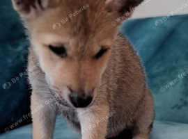 Czechoslovakian x Low content Wolfdog