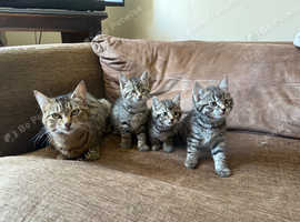 3 beautiful fluffy kittens