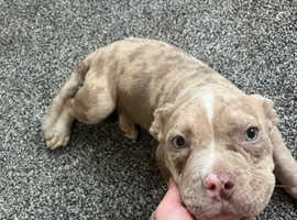 Dog for sale