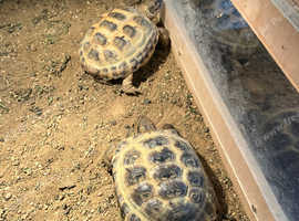 Horsefield tortise