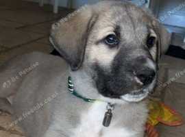 Turkish Kangal shepherd puppy