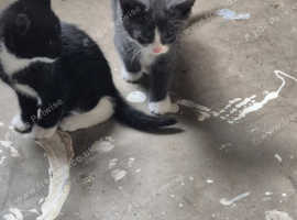 Kittens ready to go