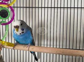 Budgie and cage
