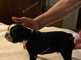 Boston Terriers super gorgeous