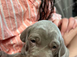 Weimaraner silver ghost puppies 2 beautiful girls