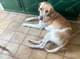 Foxhound