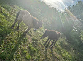 2 x DARTMOOR PONIES