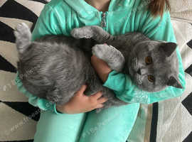 British shorthair Girl