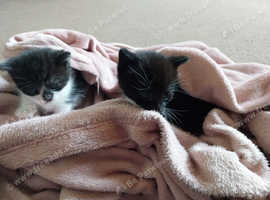 2 cats