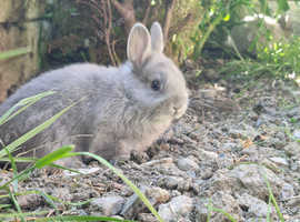 3 Netherland dwarf bunnies