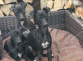 Italian greyhound