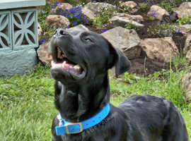Lovely 18month male rottweiler cross