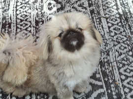 Dolly