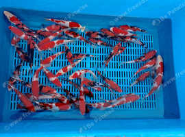 Japanese koi carp for sale by breeder Tanaka k