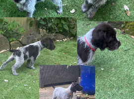German wirehaired pointer puppies