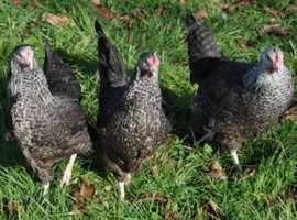 Speckledy Hens For Sale