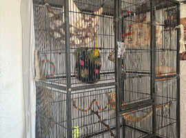 Two sugar gliders and whole set up for sale