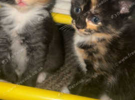 Maine coon Turkish angorra mixed breed kitten girls calico