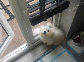 Cotton de tulear x shitzu