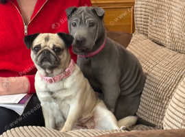 Mindi our 3 year old pug