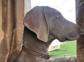 1 year 2024 old weimaraner