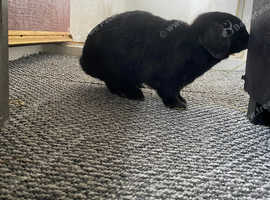 holland lop female