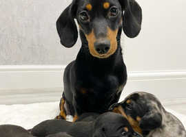 Kc registered miniature dachshund puppies