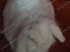 Lionhead lopped ear