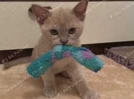 Chanan Burmese