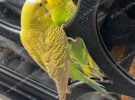 Male budgie for sell