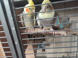 A pair of cockatiel for sale