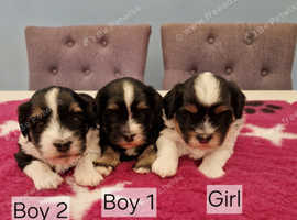 Adorable Kc Havanese Puppies