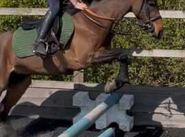 13hh Welsh b mare summer project