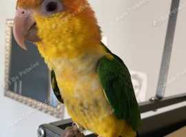 caique for sale uk