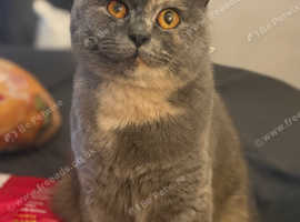 2 year old blue tortie girl