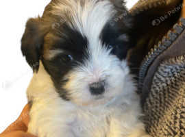 Ready to leave Lhasa apso puppies