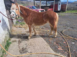 Welsh partbred 3 yr old