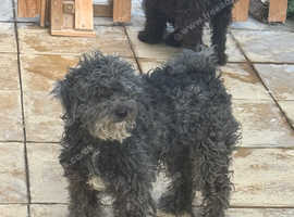 Urgent rehome required!!