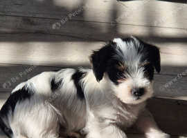 Morkie puppies