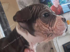 Pocket bully skinless short hair
