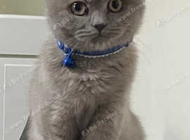 BUETIFUL BRITISH SHORT HAIR FOR SALE