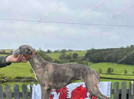 Blue whippet pups ready now