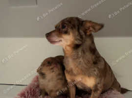 Pomchi