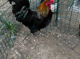 Magnificent French copper Marans cock bird-ladies also available