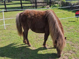 Reg american miniature horse mare