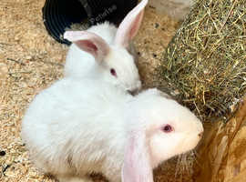 2 males left Baby New Zealand Mini Lop