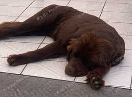 15 month Newfoundland bitch